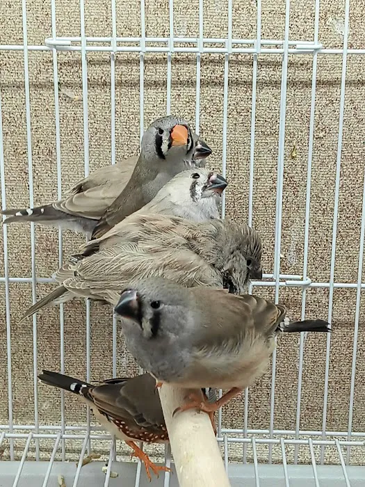 Blackjack Zebra Finches Picture 1