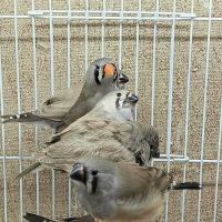 Blackjack Zebra Finches ico