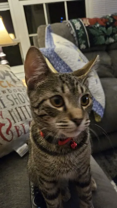 PetVet Vaccination Clinic Picture 1