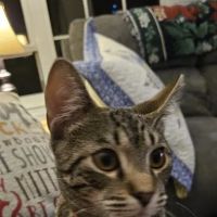 PetVet Vaccination Clinic ico