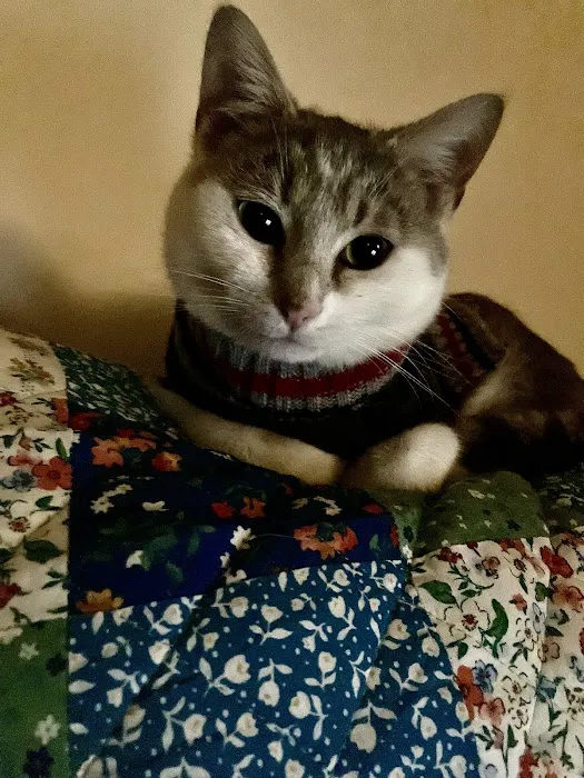 PetVet Vaccination Clinic Picture 2