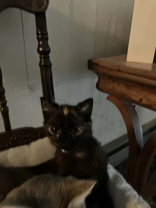 PetVet Vaccination Clinic Picture 4