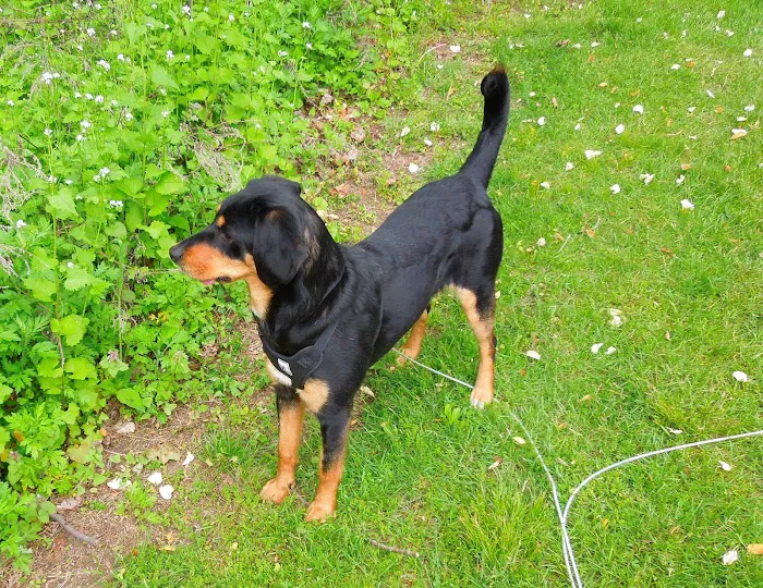 PetVet Vaccination Clinic Picture 3