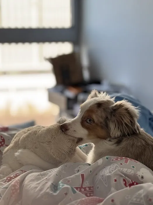 Citipups Picture 1