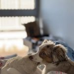 Citipups