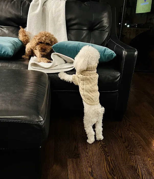 Citipups Picture 3