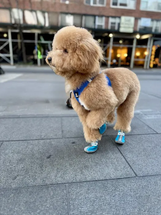Citipups Picture 2