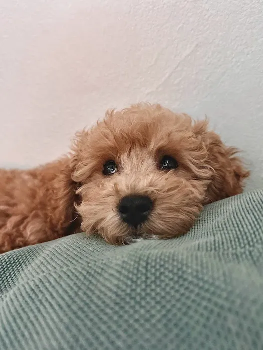 Citipups Picture 5
