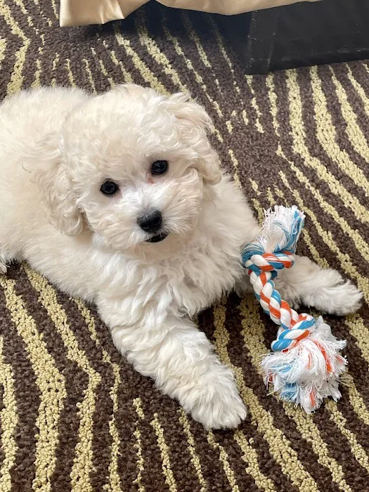Citipups Picture 7