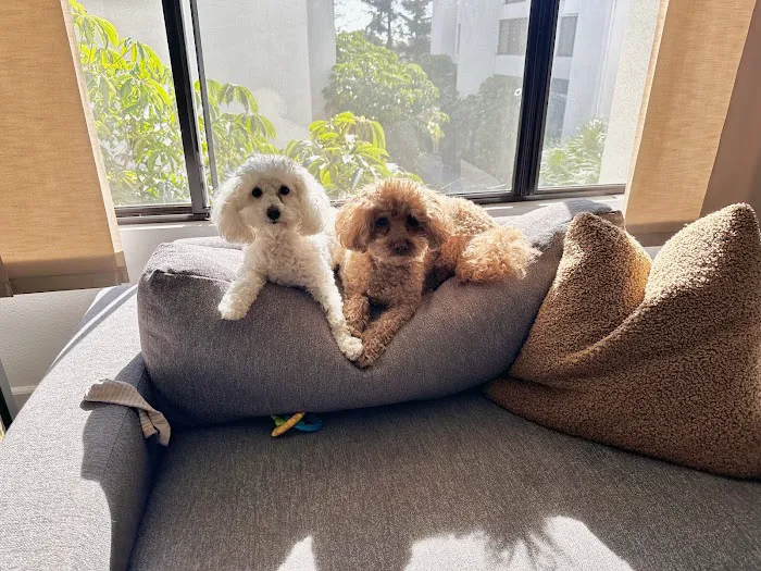 Citipups Picture 4