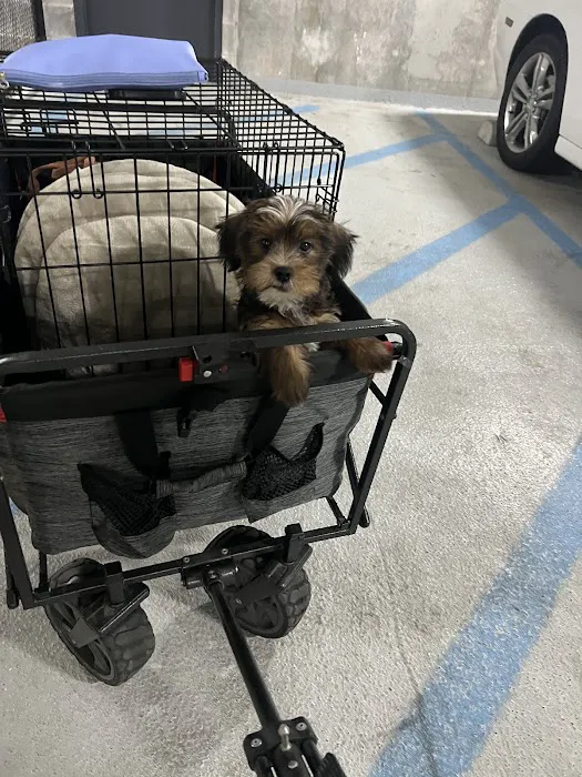 Citipups Picture 6