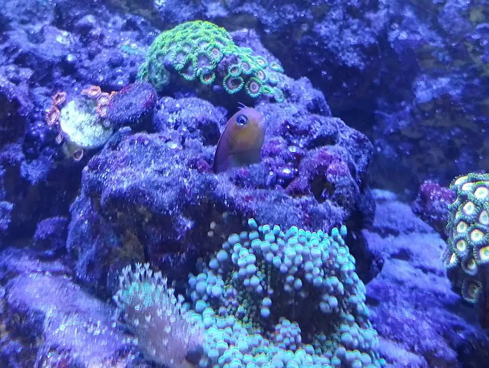 Reef Keepers Picture 4
