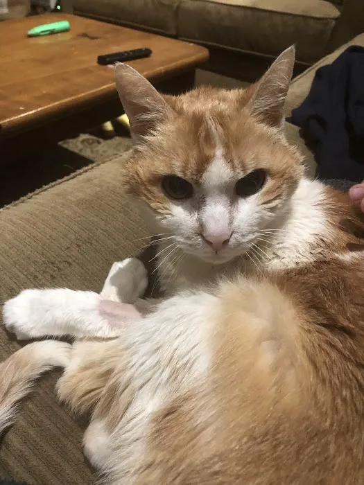 Rockaway Animal Hospital Picture 6