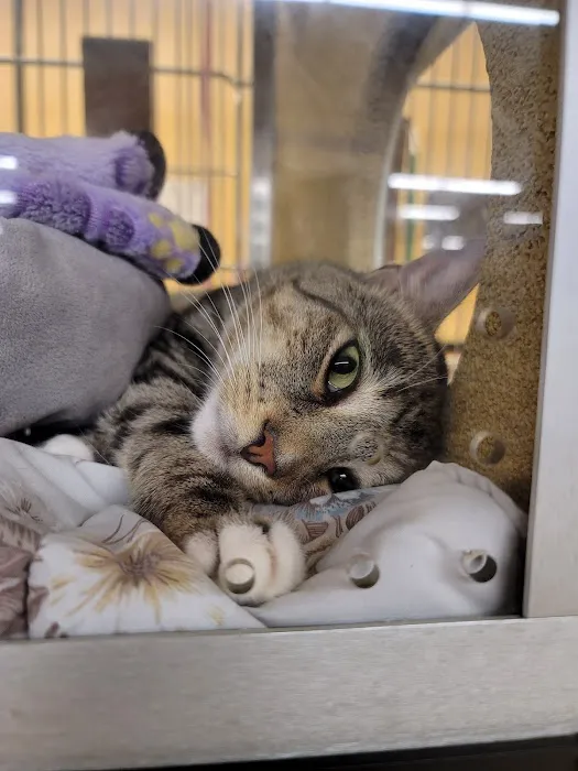 Banfield Pet Hospital Picture 5