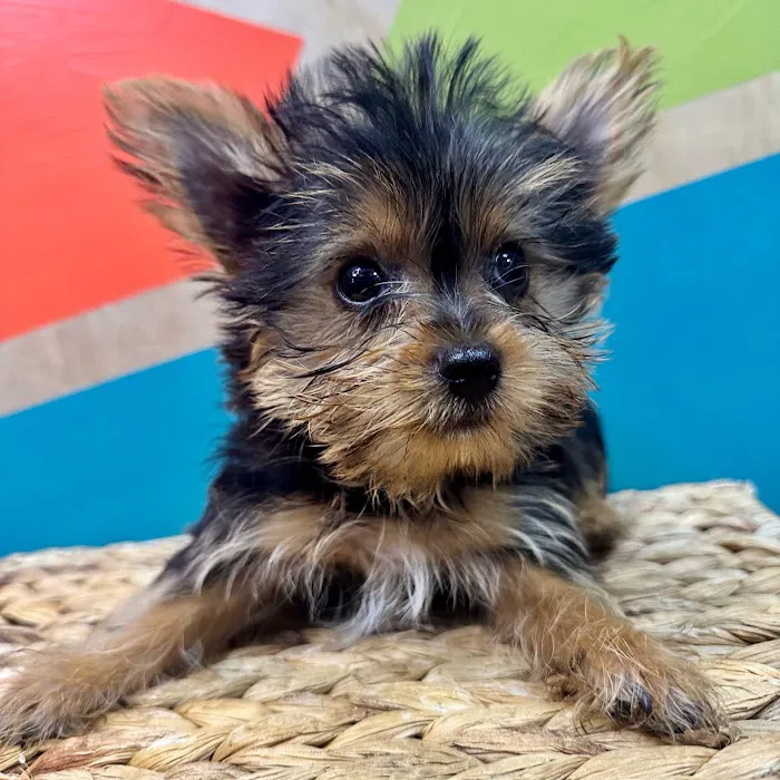 Petland Rogers 🐶 Picture 5