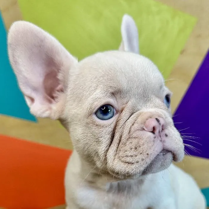 Petland Rogers 🐶 Picture 3