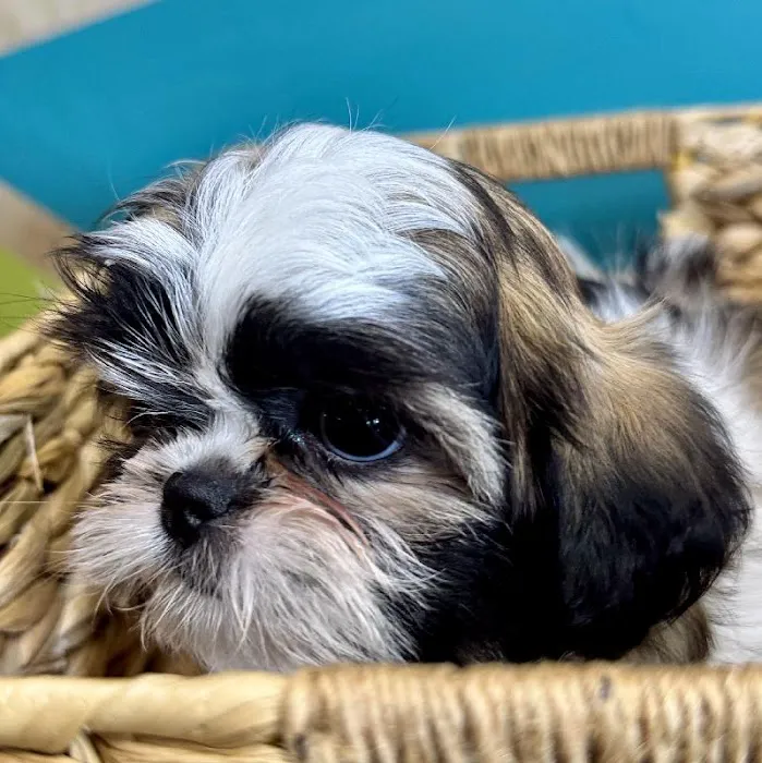 Petland Rogers 🐶 Picture 2