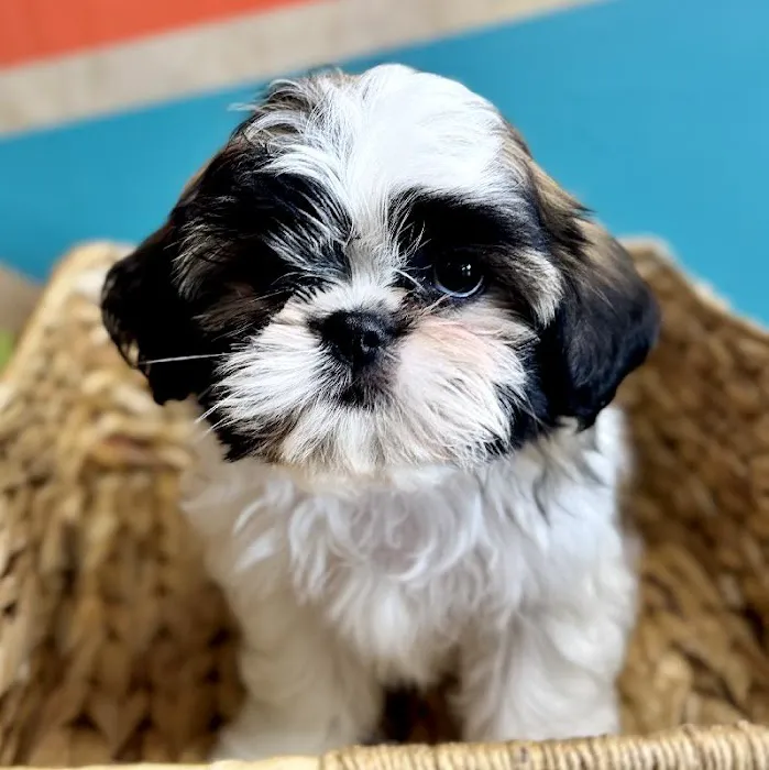 Petland Rogers 🐶 Picture 8