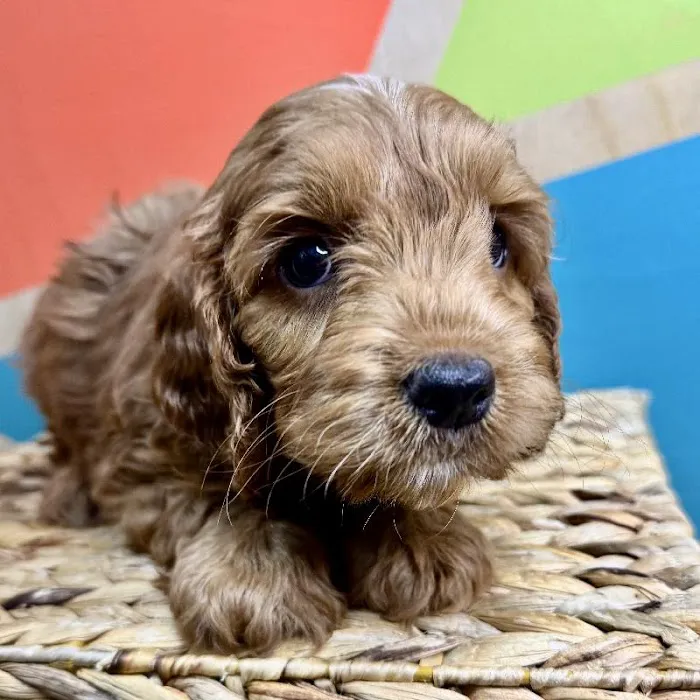 Petland Rogers 🐶 Picture 9