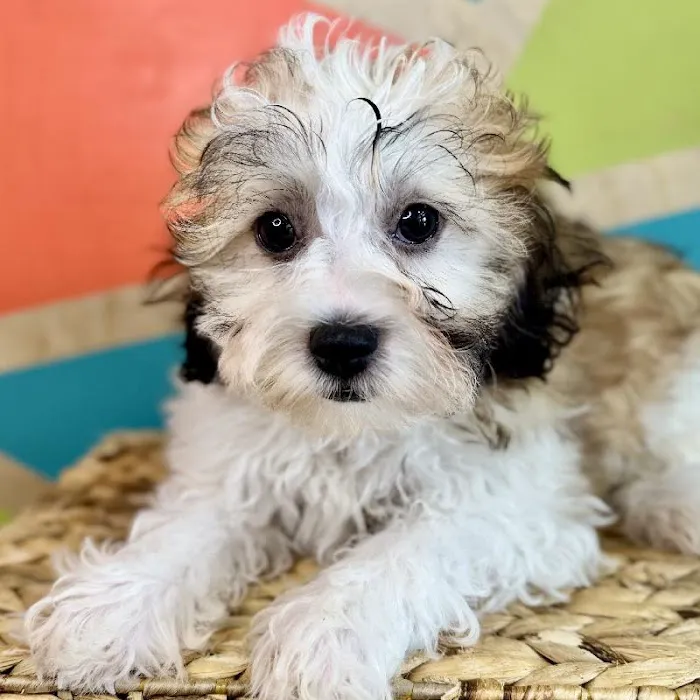 Petland Rogers 🐶 Picture 6