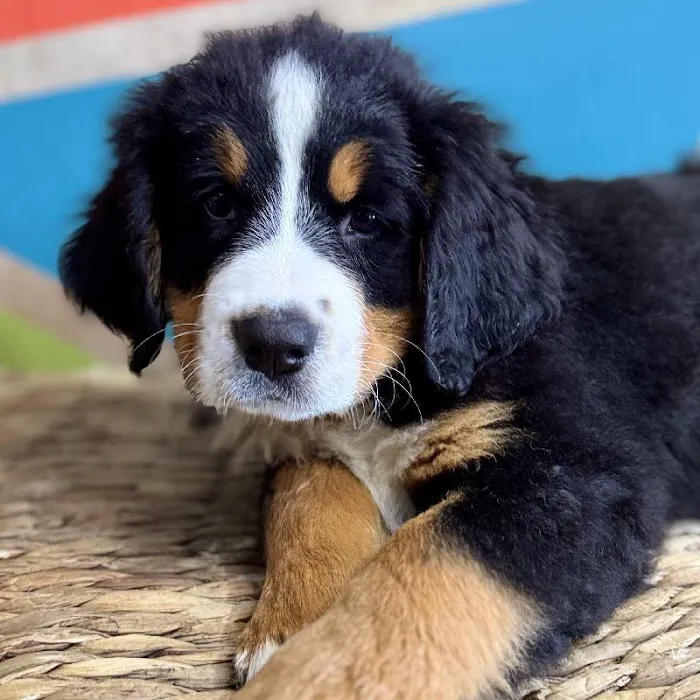 Petland Rogers 🐶 Picture 7