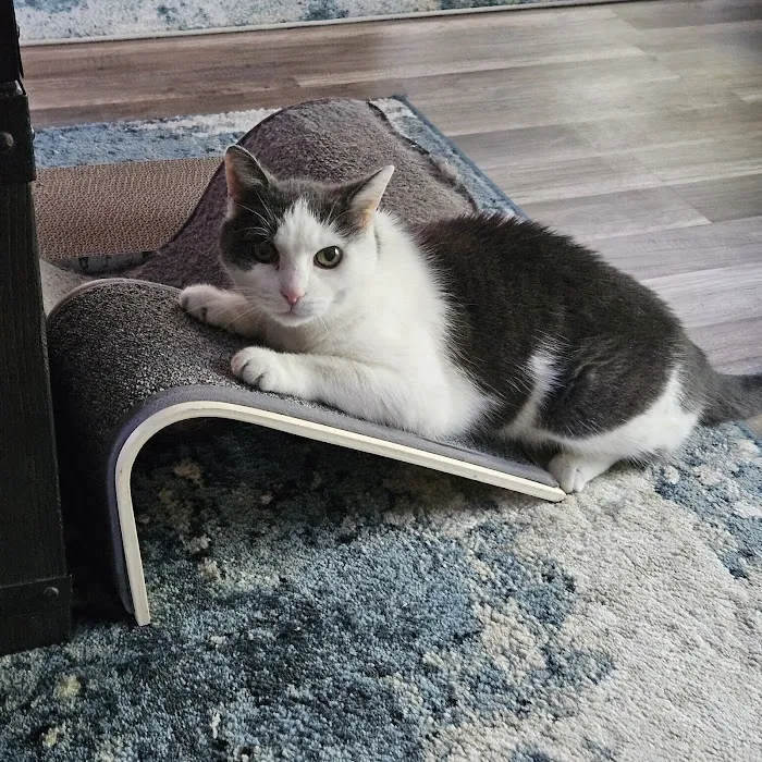 Heart + Paw Picture 6