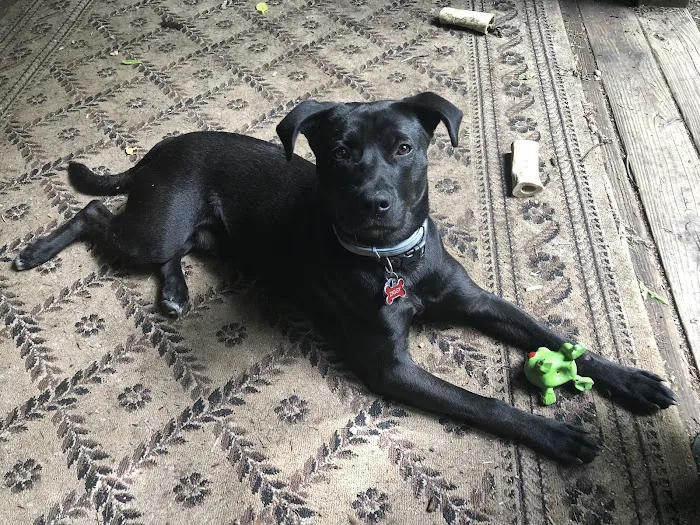 Heart + Paw Picture 8