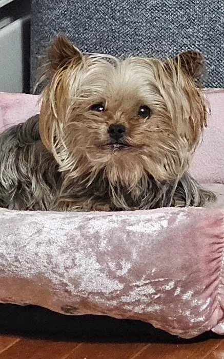 Heart + Paw Picture 2