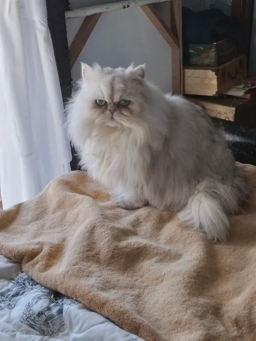 RB Cat House Picture 1