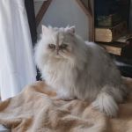 RB Cat House
