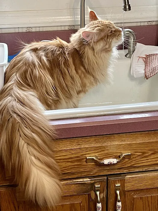 Coolbeans Maine Coons Picture 5