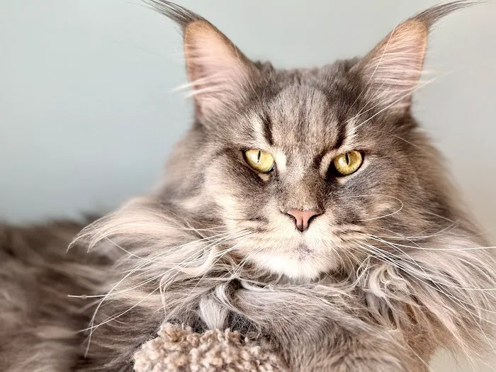 Coolbeans Maine Coons Picture 9