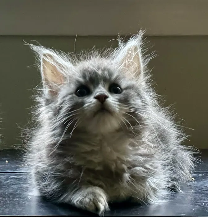 Coolbeans Maine Coons Picture 3