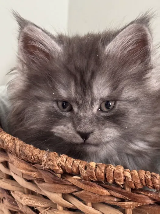 Coolbeans Maine Coons Picture 7