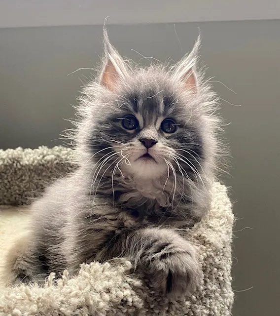 Coolbeans Maine Coons Picture 6