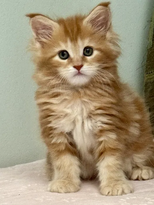 Coolbeans Maine Coons Picture 2