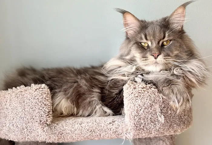 Coolbeans Maine Coons Picture 10