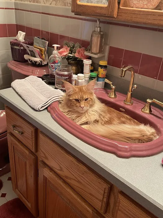 Coolbeans Maine Coons Picture 8