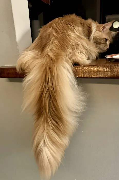 Coolbeans Maine Coons Picture 1