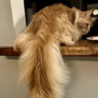 Coolbeans Maine Coons ico