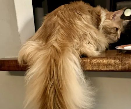 Coolbeans Maine Coons