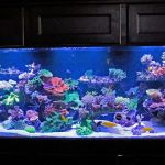 Worlds Under Water