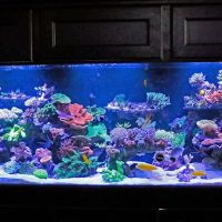 Worlds Under Water ico