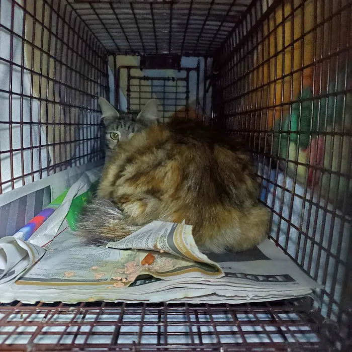 Preventive Paws Spay Center Picture 7