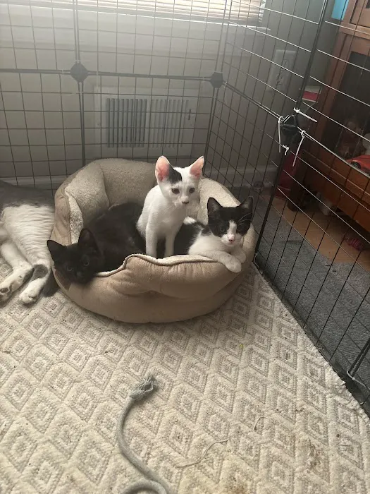 Preventive Paws Spay Center Picture 2