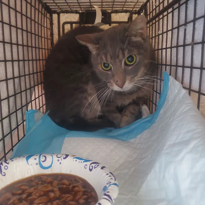 Preventive Paws Spay Center Picture 3