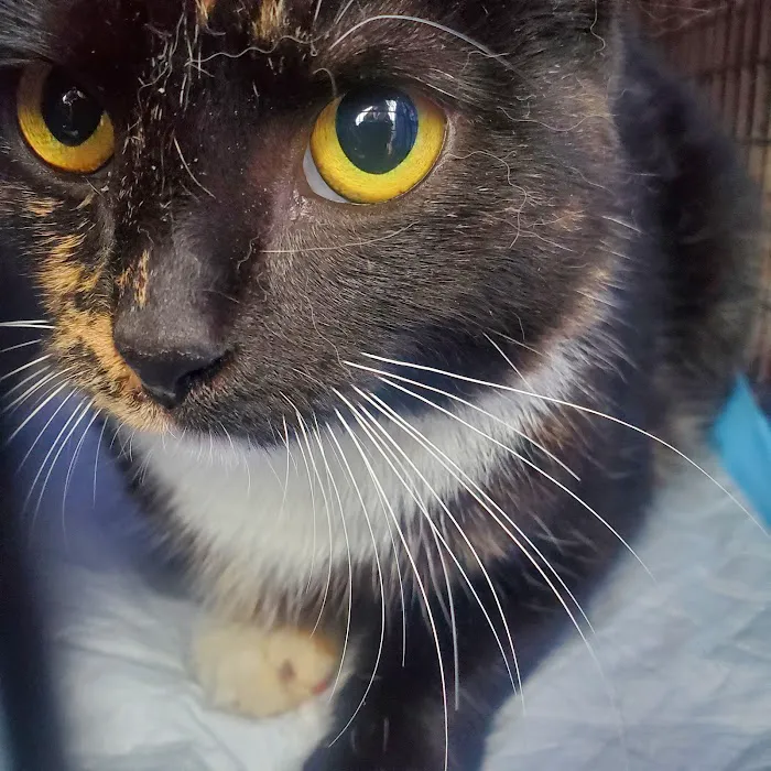 Preventive Paws Spay Center Picture 9