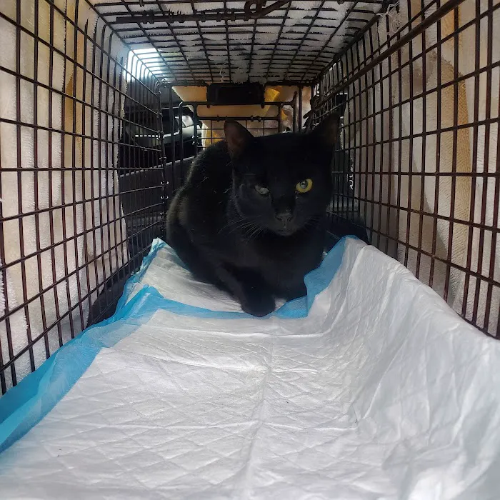 Preventive Paws Spay Center Picture 8