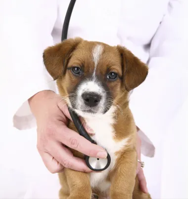 Preventive Paws Spay Center Picture 10