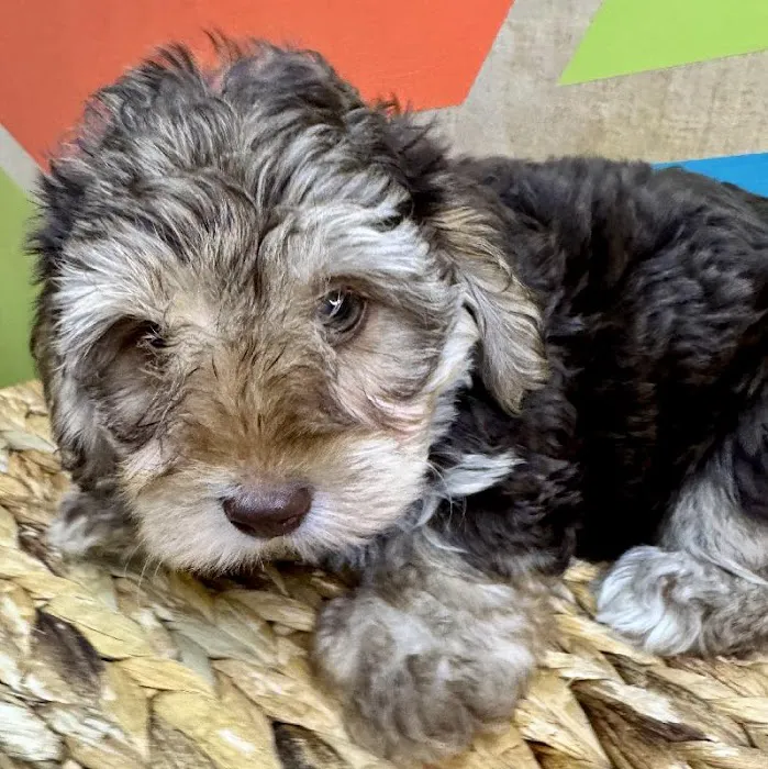 Petland Fayetteville Picture 6